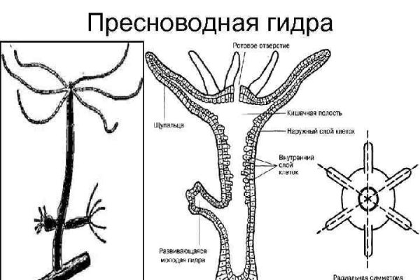 Что такое кракен в интернете